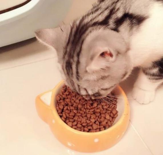 猫咪直接喂肉可以吗需要注意什么，千万不要这样喂食