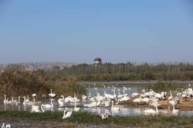 天鹅湖景区三门峡，三门峡天鹅湖国家湿地公园苍龙湖白天鹅