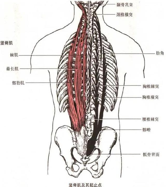 健身需要知道的肌肉，想让肌肉变得更大、更饱满