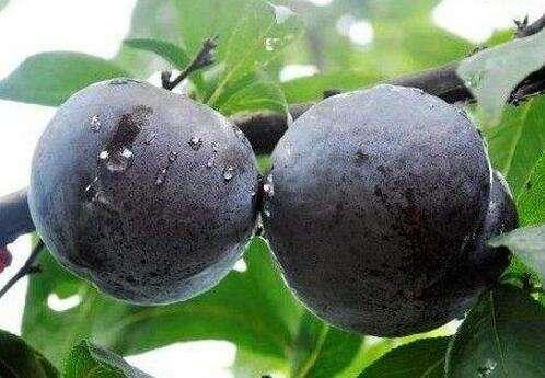 黑布林与黑李有区别吗，被我国改变了身价的水果
