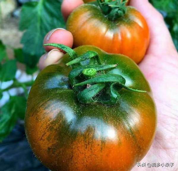 如何辨别正宗西红柿，教你几个挑西红柿的小技巧