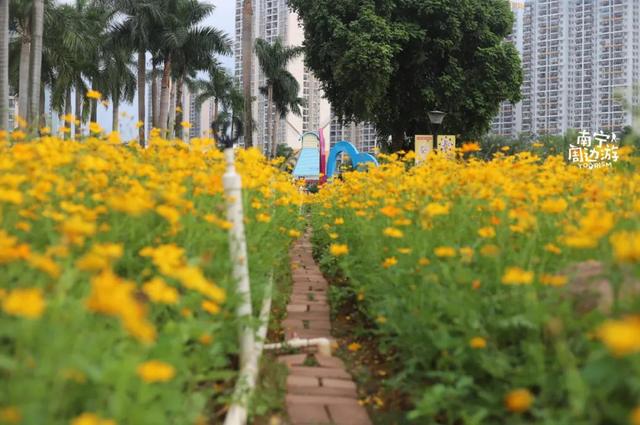 南宁附近花海景点推荐，南宁这几处花海，美了
