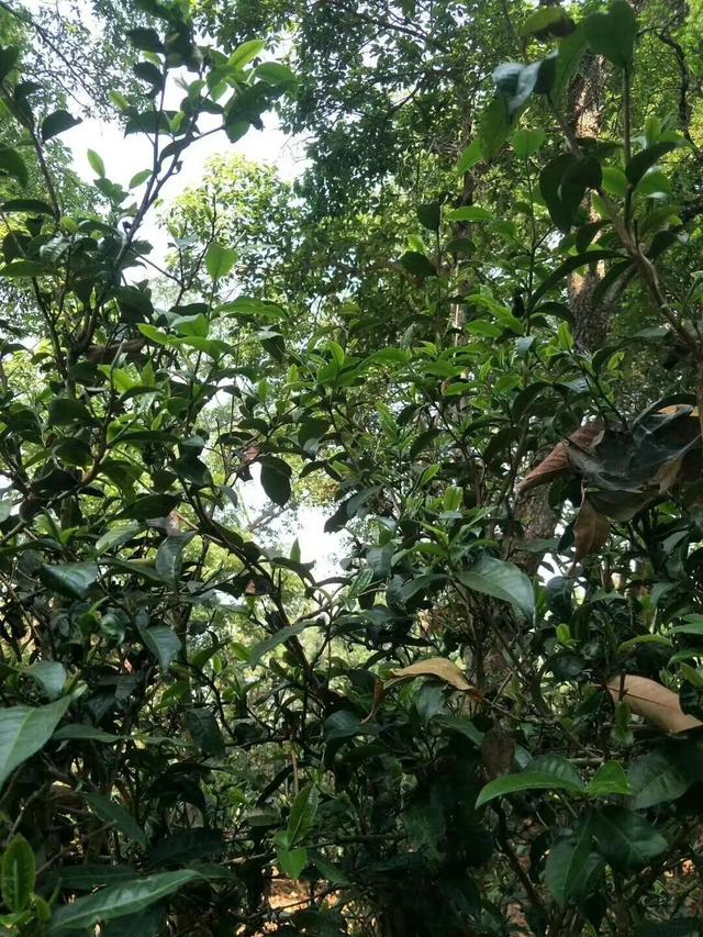 百年树龄的古树，古树老树大树