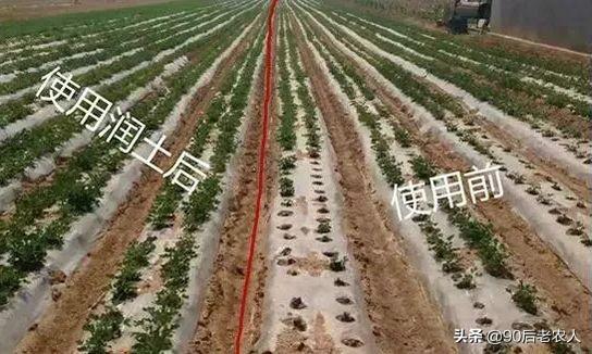 立枯病的病害有哪些特征，立枯病介绍