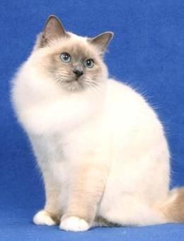 世界名猫品种，世界名猫品种大全
