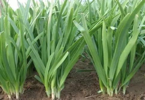 韭菜什么时候种，韭菜种子可以在什么时间种（种韭菜什么时候种好）