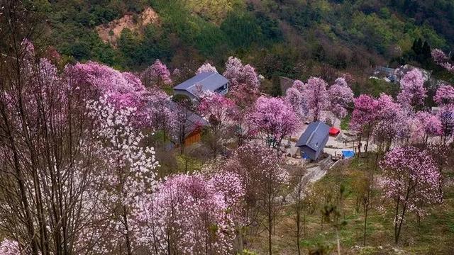 成都樱花游玩攻略，浪漫辛夷花海开放