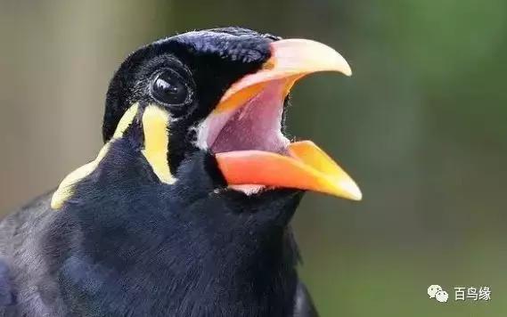 家八哥和鹩哥的区别，八哥与鹩哥常见问题解答