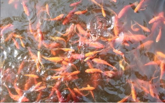 黄金猛鱼打得过森蚺吗，地球恐怖的十大蟒蛇