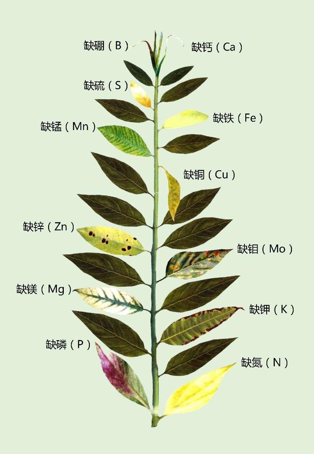 铁树叶子发黄的六个原因，铁树叶子发黄是咋回事