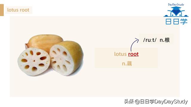 为什么英文空心菜，空心菜翻译（精选100个常见蔬菜中英文对照表）