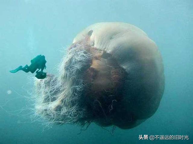 15种实际存在的异常大的动物，21种完全超乎了想象身形特别巨大的动物