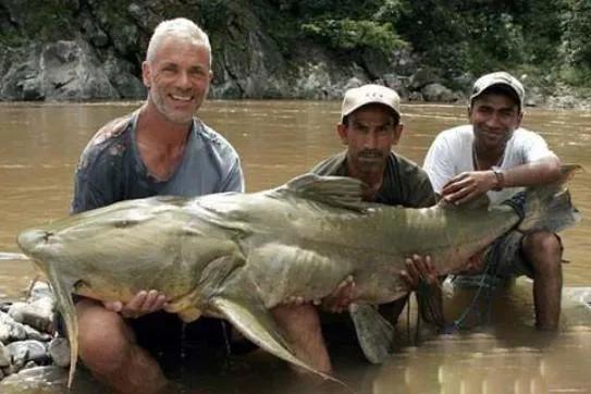 史上最大的淡水鱼类，湄公河捕获600斤黄貂鱼