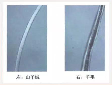 羊绒和细羊毛的区别，羊毛和羊绒到底有什么区别