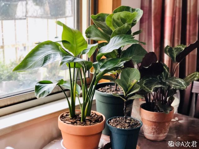 观叶植物的室内摆放，家里盆栽摆放有讲究