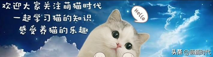 烟色是什么颜色，成年缅因猫的五种稀有颜色