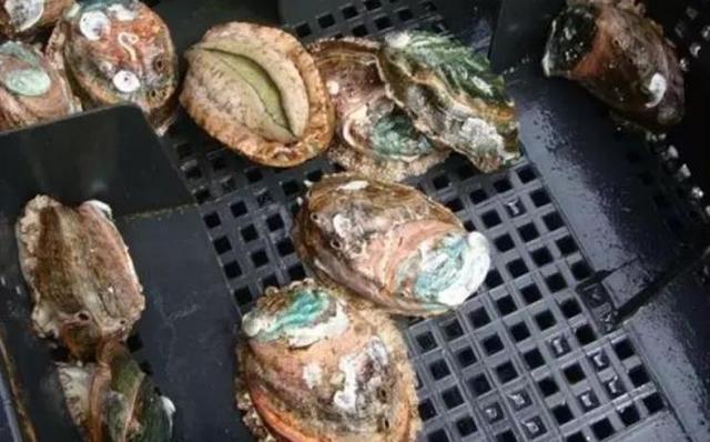 20种鲍鱼种类，世界鲍鱼品种大全