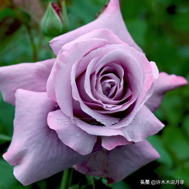 花色鲜艳又浓香的月季品种，浓香四溢的6款月季