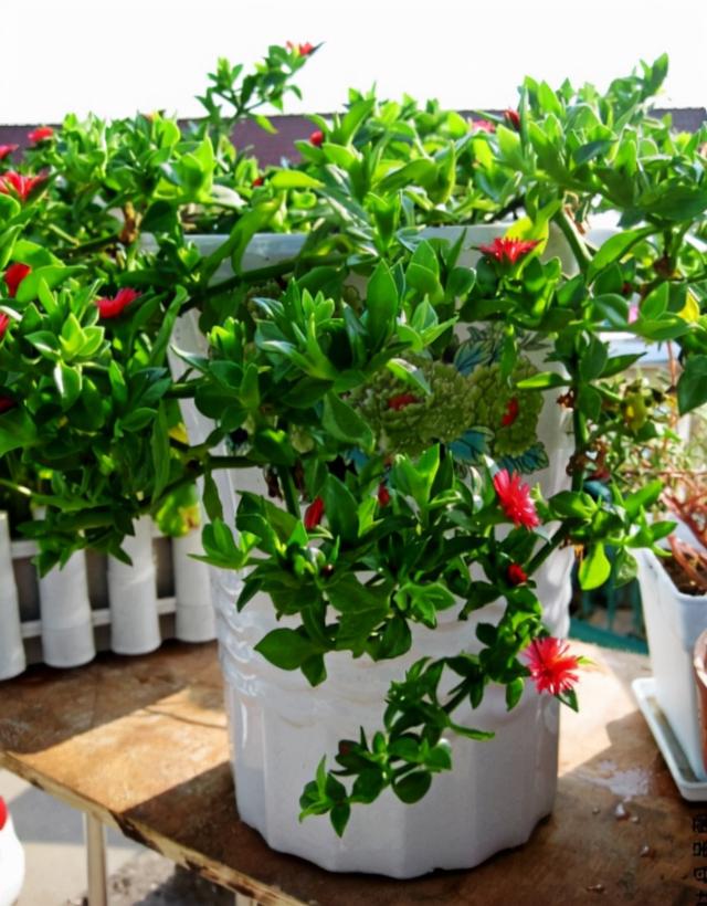 最适合家庭净化空气的花，17种公认的养人花