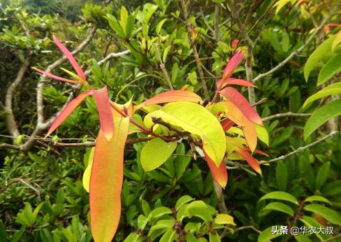 广东凉茶有哪些种类，再看10种广东凉茶的主要野生植物原料