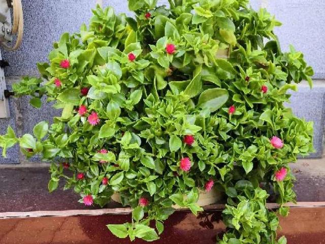 观叶植物的室内摆放，家里盆栽摆放有讲究
