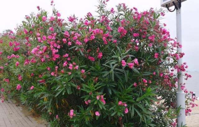 八种常见有毒花，这15种大毒花