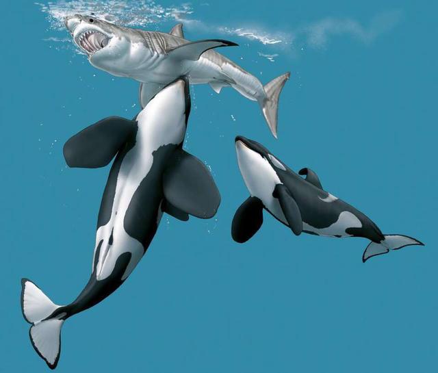 最大的鲸鱼是蓝鲸还是抹香鲸，竟然只有狐狸这么大