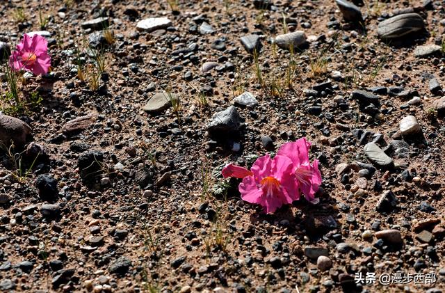 大山里迷人的野花，章丘赵八洞山上的美丽野花