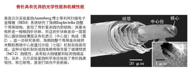 如果这个世界上真的存在硅基生物，科学家推测硅基生命