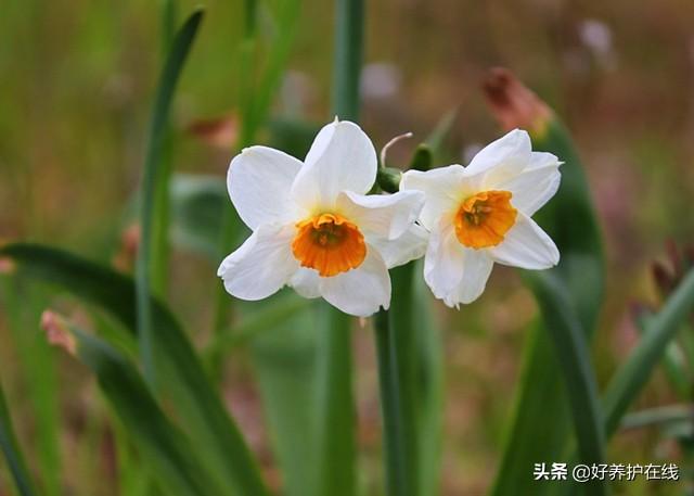 凌波仙子是什么花，凌波仙子是哪朵花