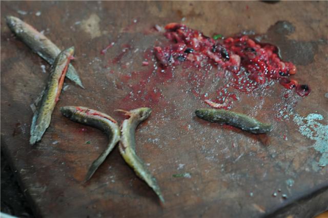 麻花鱼最爱吃什么食物，小麻花鱼也有特色