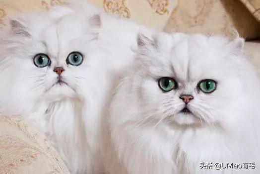 飞机托运猫咪流程，需要办理什么手续