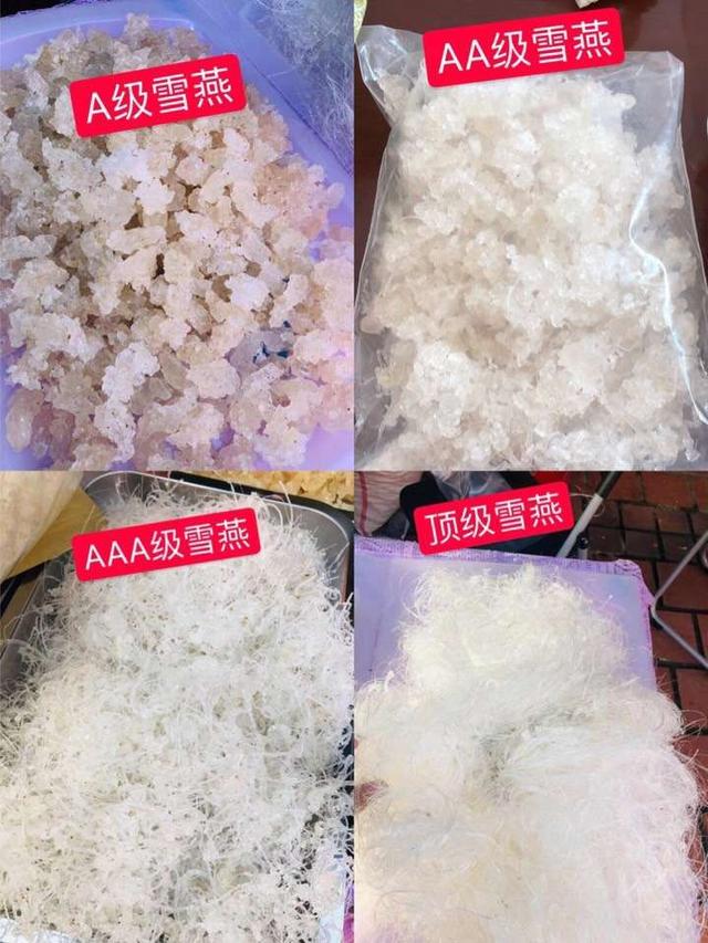 燕窝与雪燕的区别，燕窝和雪燕有什么区别（它被误认为是燕窝）