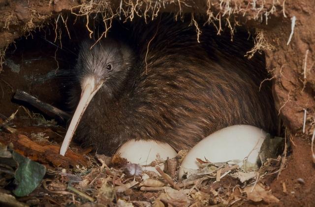 黄鼬真实长相复原图，因皮毛珍贵被人类捕杀