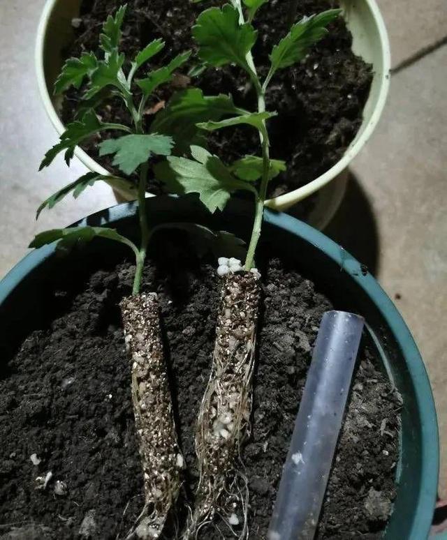 20种常见的扦插方法，扦插有啥难1根吸管