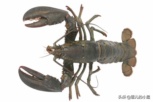 远古时代巨型龙虾，永葆青春真的不再是神话