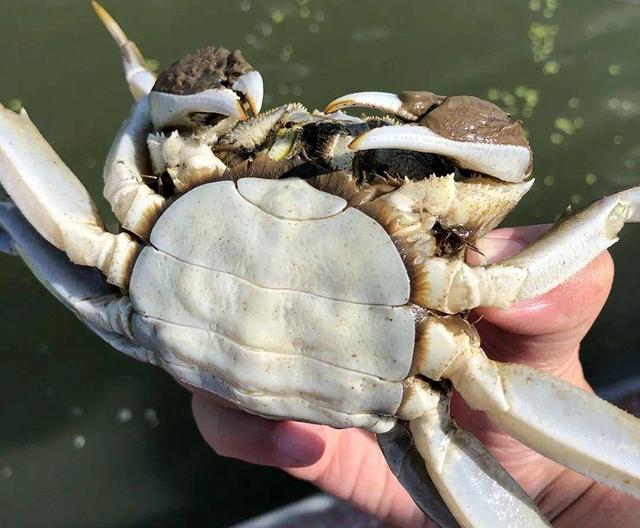怎样挑选肉蟹质量好，老蟹农支招买蟹记住这5点