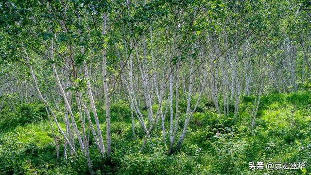 承德坝上草原全景，承德如画美景丰宁坝上草原