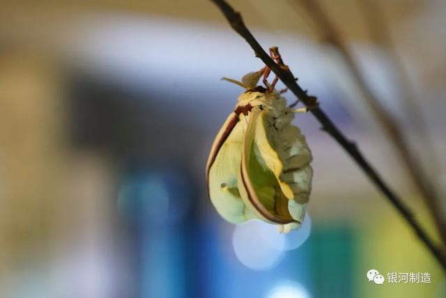 有哪些常见的飞蛾，自然记录蛾生一瞬