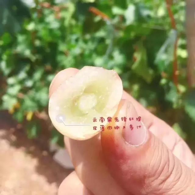 吃过云南这十种名果的人，云南十种野果吃法