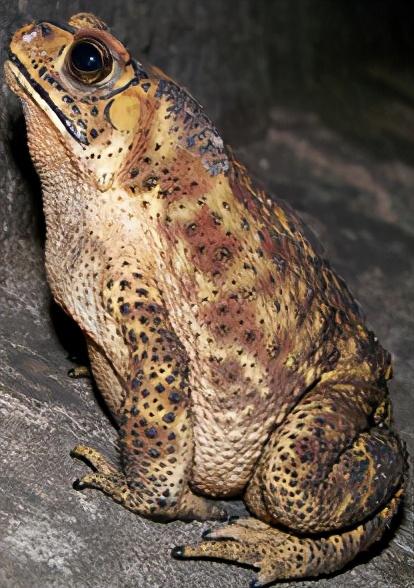 夏朝存在过吗，别丢弃了距今4.8千年在阿富汗的