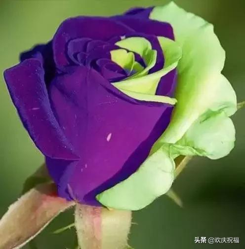 七夕送什么好今天5月20情人节！99999玫瑰送给群里所有的人！越早打开越好