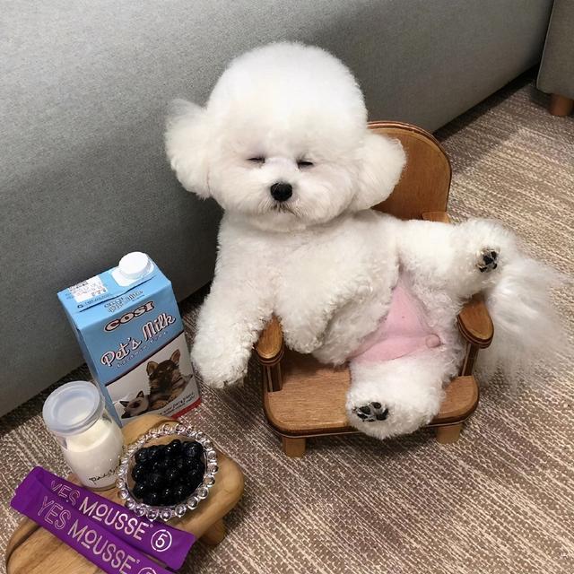 可爱聪明又调皮的狗狗排行榜，前5位最“聪明”的狗狗