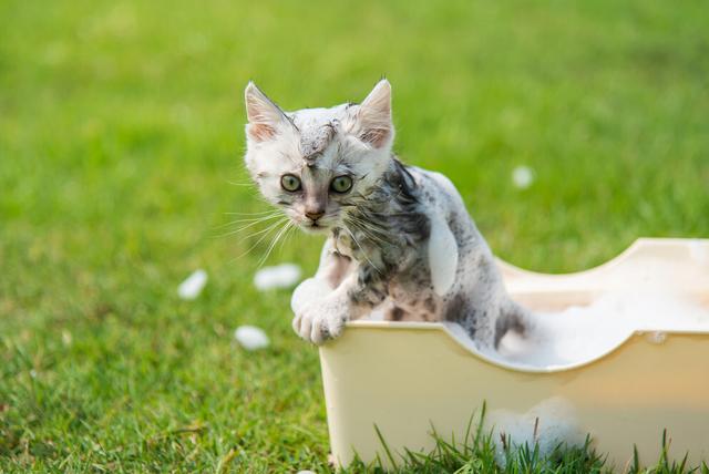 养猫的注意事项，养猫的注意事项大全（养猫专家告诉大家：猫咪的雷区）