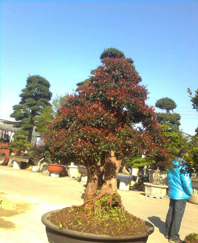 赤楠盆景怎么养，小赤楠盆景怎么养（制作中有哪些细节要注意）