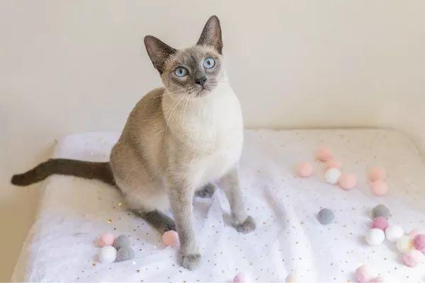 猫咪会抑郁吗有什么表现，辟谣猫都没心没肺