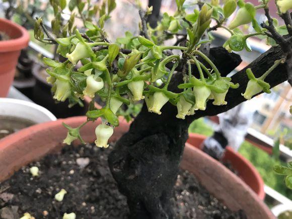 金弹子开花期间怎样管理，金弹子开花期间如何管理（金弹子进入花期）