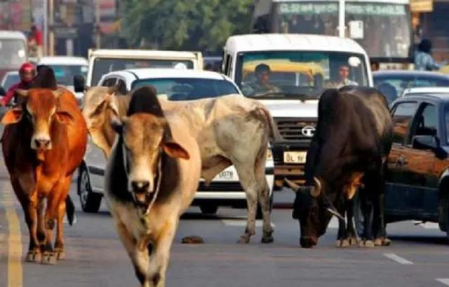 印度牛为啥不泛滥，印度5亿头牛泛滥成灾