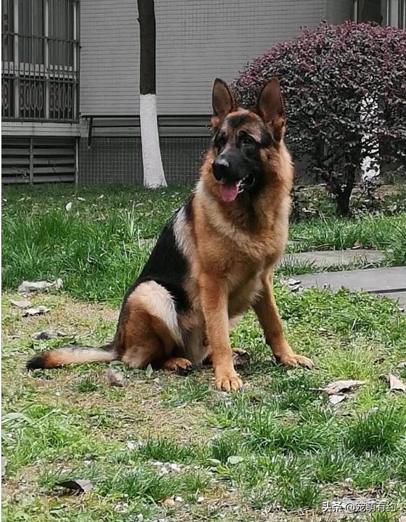 德国牧羊犬和罗威纳哪个好，为何养德国牧羊犬的人比罗威纳多