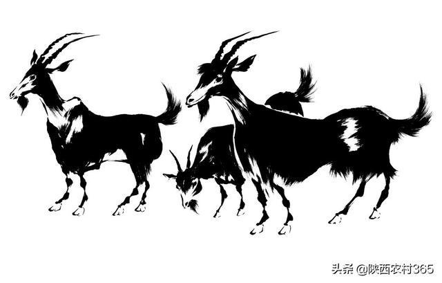 十羊九不全是什么意思，老话十羊九不全,啥意思（一全站殿前”羊的这些知识你知道吗）